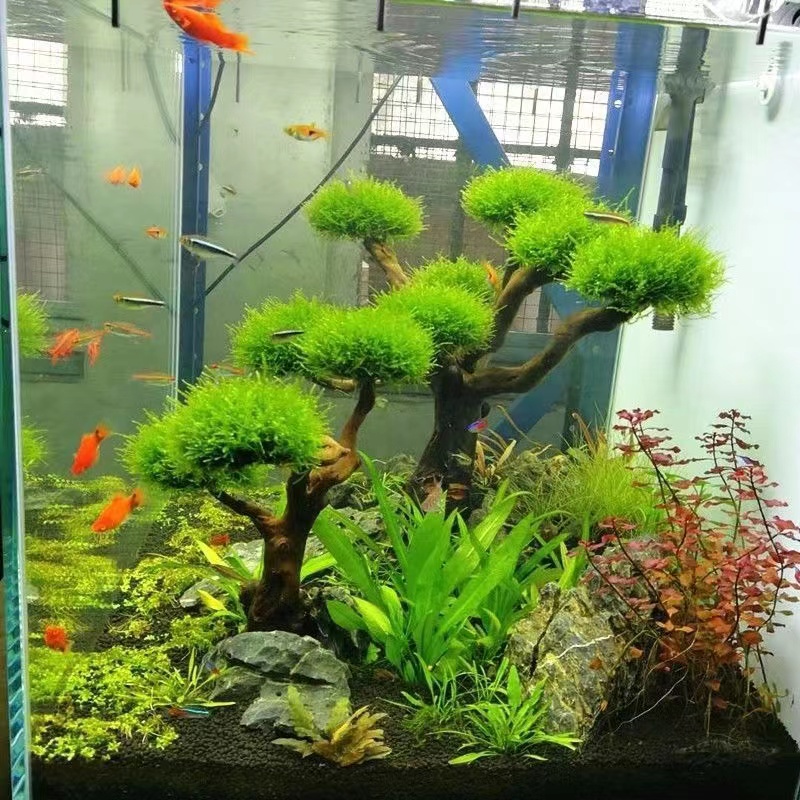 Aquarium Fish Green - Akwarium ekologizacja rama drewniana akcesoria do