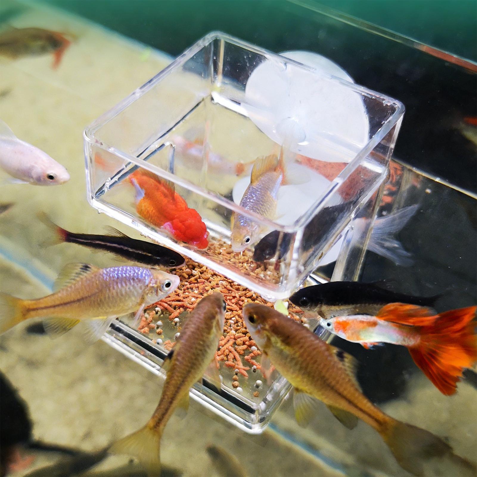 Podajnik do akwarium z przyssa – Tetra Fish In Aquarium recenzja i cena