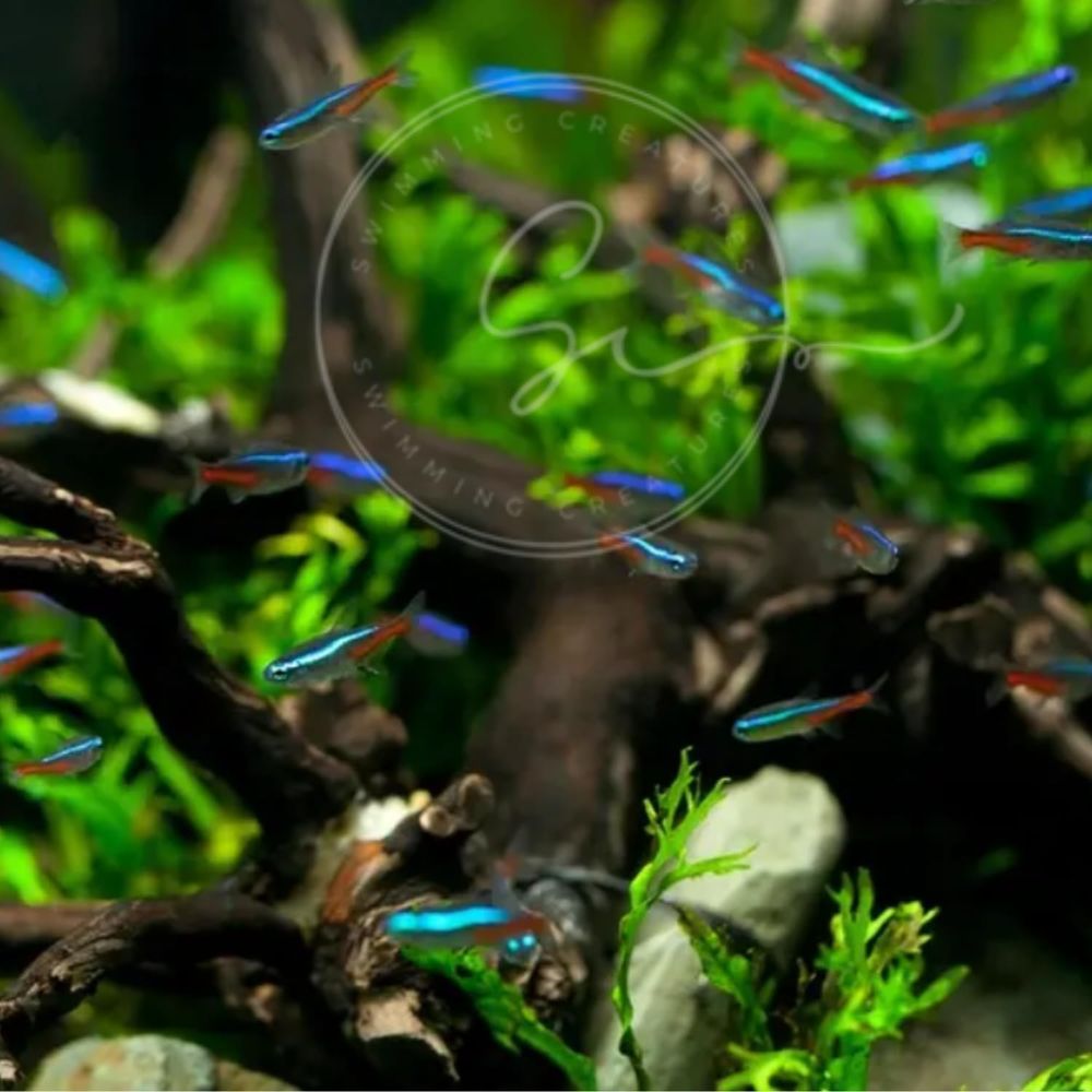 Neonowe tetry słodkowodne (roz – Tetra Fish In Aquarium recenzja i cena