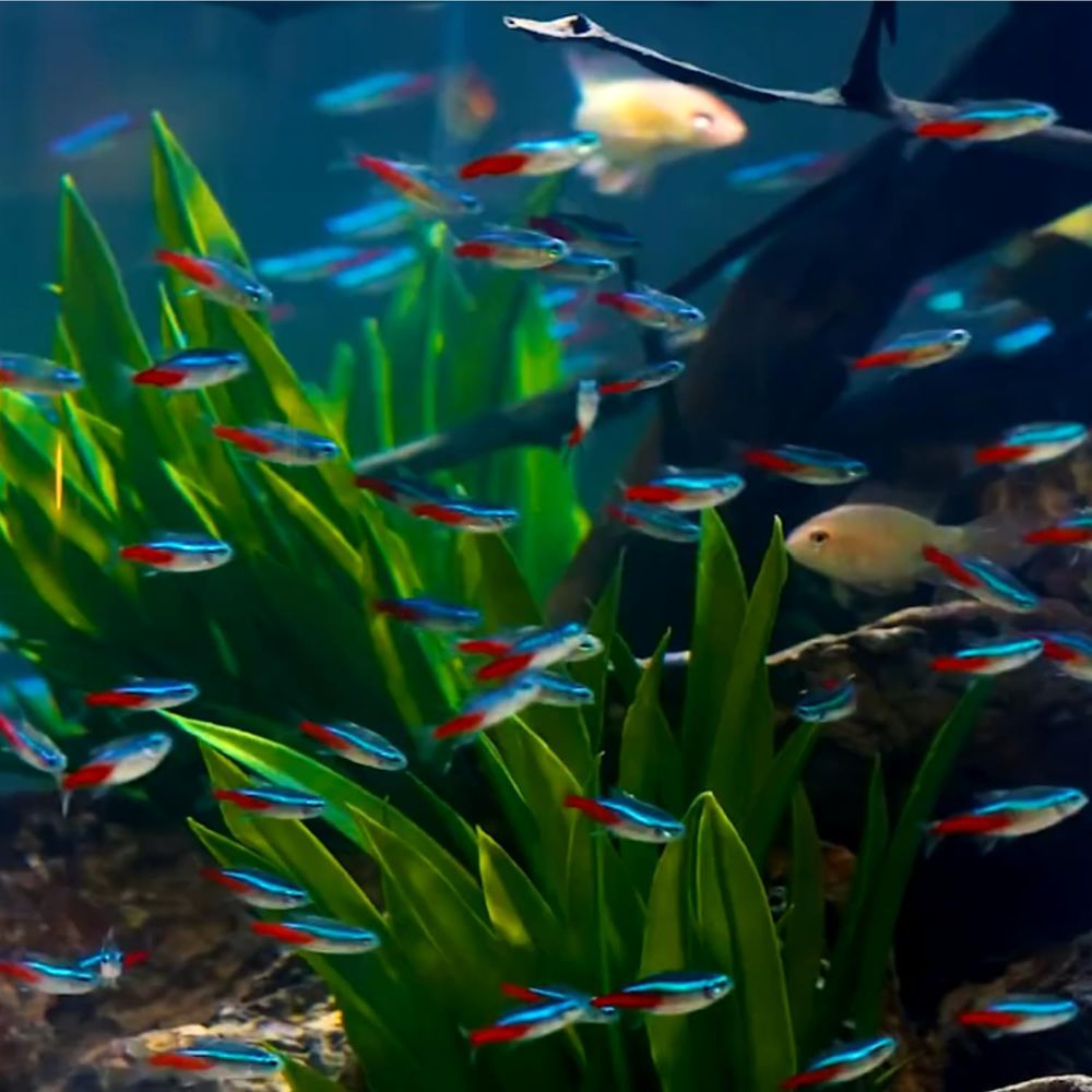 Neonowe tetry słodkowodne (roz – Tetra Fish In Aquarium recenzja i cena
