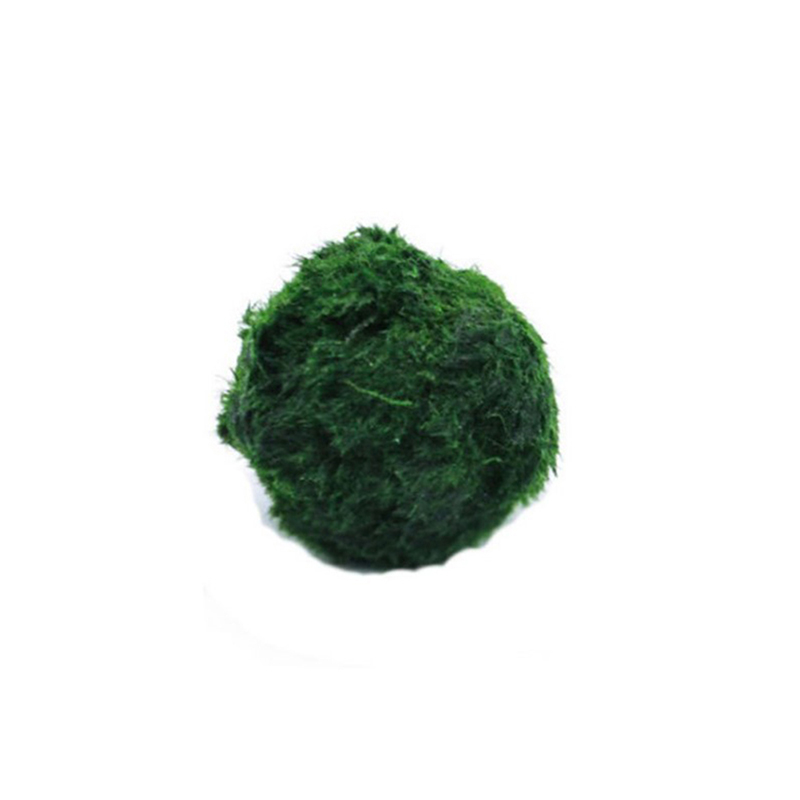 Kulki Marimo, żywąca roślinnoś – Aquarium Fish Green recenzja i cena